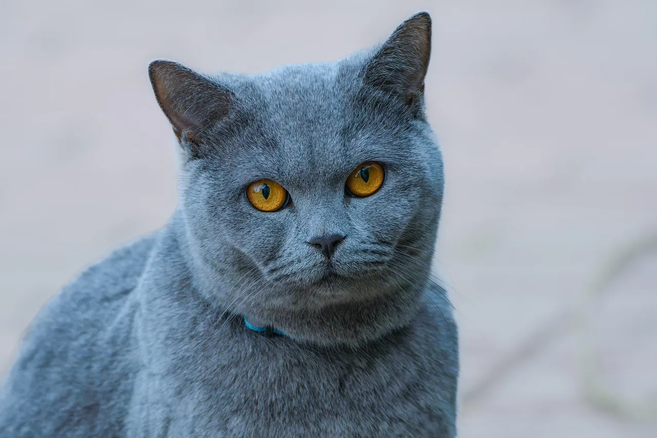 A Devon Rex cica titkai: különleges megjelenés és kedves természet